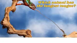 Top 10 Animals with the Longest Tongues in the World