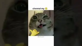 please help the cat and subscribe the video
