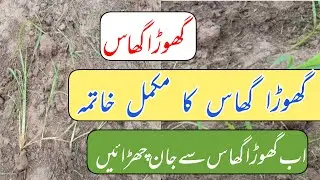 How to control Ghora ghass from Rice crop || Agriculture ms