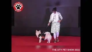 THE CITY PET SHOW