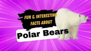Fun and Interesting facts about Polar Bears