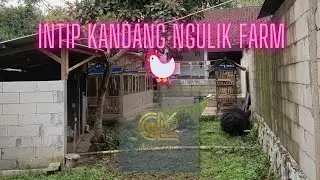 Peternakan Ayam Kampung Sentul & Ayam Kampung Yudistira 🐓