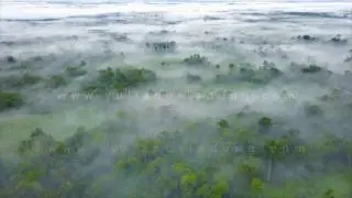 AERIAL FOOTAGE - THE MIST OF KALIMANTAN'S RAINFOREST (COMPLETE)