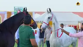 MARWARI HORSE SHOW RANSI GAON 2021I RAJASTHAN I MANN HORSE PHOTOGRAPHY