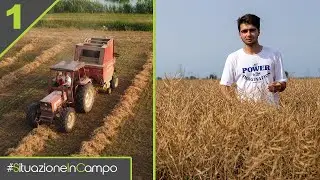 L'ANNATA PARTE MALE MA IL COLZA SEMBRA MOLTO BELLO! - Situazione in Campo #1 [NUOVA Stagione 4]