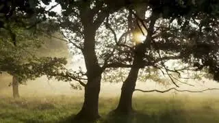Calm Morning in the Forest