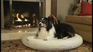 Precision Pet Products: демонстрация продукта SnooZZy OrthoAir