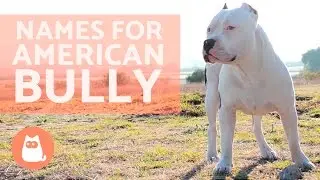 Names for American Bully Dog