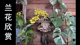 兰花欣赏 | 万代兰，卡特兰，文心兰，石斛兰，天鹅兰，香蕉兰，兜兰