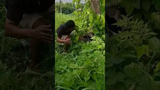 hiding in the bushes #shotviral #nature