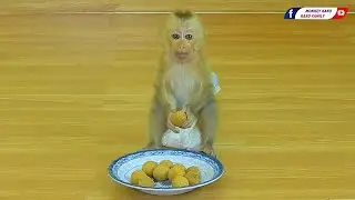 Kako Family | Tiny Baby Monkey Olly Eating Lagan Fruits