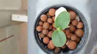 hydropo remplacement irrigation insertion tourniquet