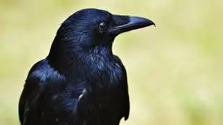 Raven Sound Effect - Crow Sound Effect |