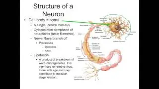 Nerve Tissue Part 1