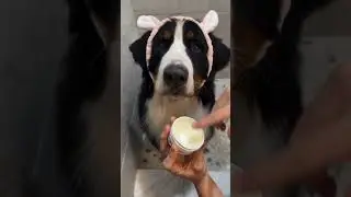 BERNESE MOUNTAIN DOG BATH ROUTINE.