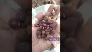 Falsa Fruit🍒🍒#shorts#dailyshorts#nature#love#falsa#fruit#viral#summer#fruit#youtubeshorts