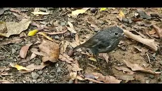 North Island robin