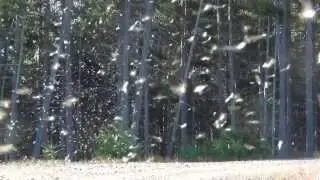 Wasp Mating Season 2 :