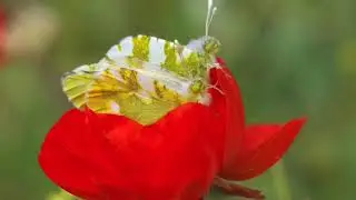 Sultan-ı Yegah Saz Semaisi  (Mansur-Şah Mabeyni ile/Demlerden)