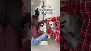 Wrapping paper photoshoot for dogs. (Photos at the end) #dogs #huskies #holidayphotos #dogtrending