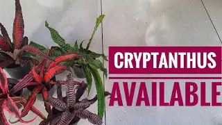Cryptanthus plants available