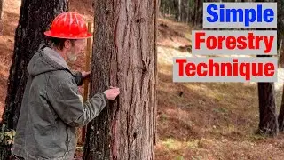 How Pro's Measure a Standing Tree's Diameter