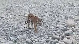Corbett Tiger Reserve.in