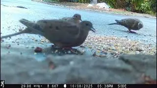 Mourning Doves Feeding