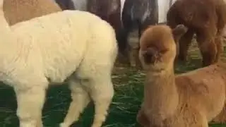 So Cute | MashaAllah | Bakra Eid 2018 | Qurbani 2018 | Cow Mandi 2019