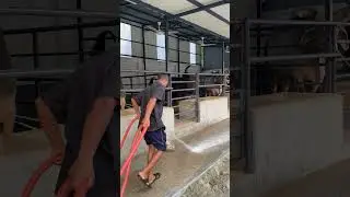 Cows are being cleaned with clean water using a large pipe #cow #water #pipe #animals #farming