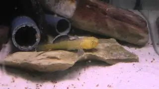 Chlamydogobius eremius (Australische W&uuml;stengrundel)