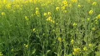 Mustard and Sugarcane inter-cropping | Fertilizer Management | Agriculture and Humanity ✅