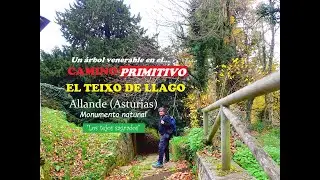 MONUMENTO NATURAL EN EL CAMINO PRIMITIVO: EL TEIXO DE LLAGO (ALLANDE, ASTURIAS).