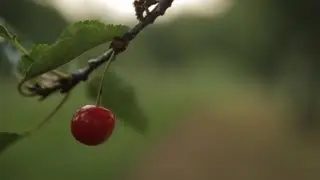 A Sour Season for Michigan Cherry Farmers