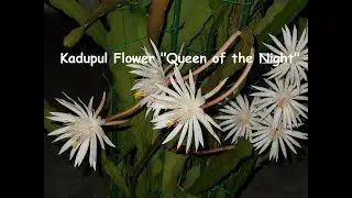 Kadupul Flower 