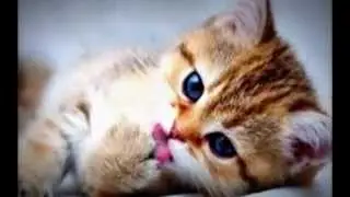 kittens slideshow!😻!