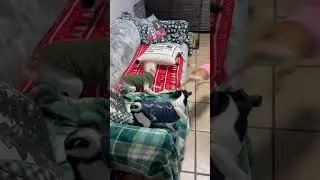Will you share our video?! 🤔😊 #humor #funny #pets #puppies #chihuahua #funnypuppies