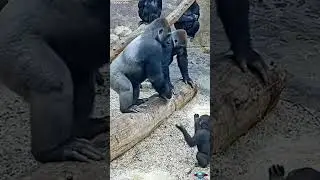 Gorilla #shorts #animals #youtubeshorts #ytshorts #ytviral #trending #gorilla #gorillatag