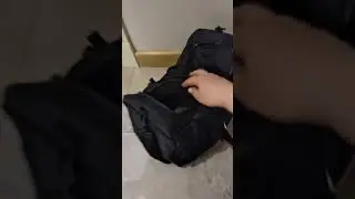Котик  Тэдди,шотландский вислоухий
