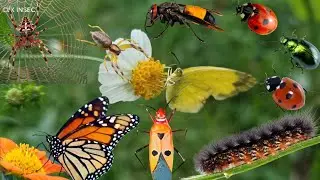 Hunt beautiful insects‼️ Hunt ladybug, beetles, batterfly, spider, Caterpillar