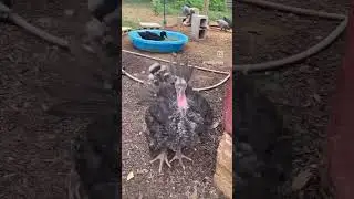 Always strutting! #strut #strutting #bigboy #turkey #tom #powercouple