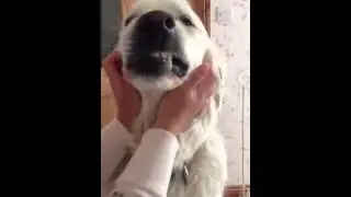 Angry dog face