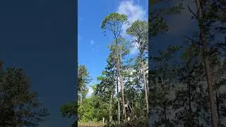 Watch Out For That Tree#fypviral #work #xcavator #excavator