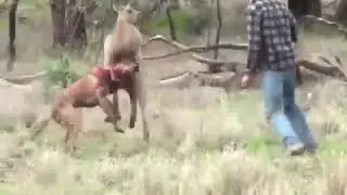 Canguru vs homem. 