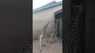 Parade into the Barn at Cheyenne Mountain Zoo 06-21-18