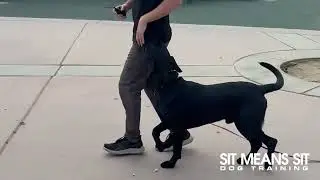 Before and After Dog Training with Sit Means Sit