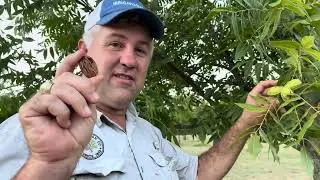 Are Green Pecans Edible?