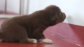 Coltriever - 3 weeks old (starting to walk)