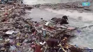 MMDA cleans up Manila Bay
