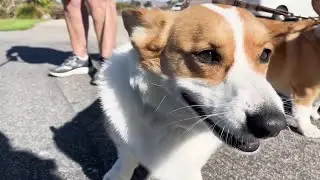 Here's how Morro Bay police officers are enforcing the city's leash law
